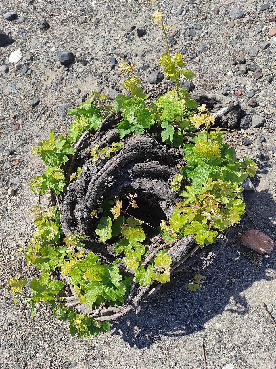 A kouloura basket vine on the volcanic soil of Santorini